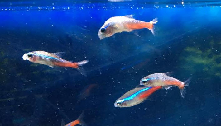 Advanced neon tetra disease