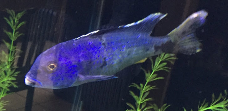 10.2.7. Black-Strip Disease in Fish