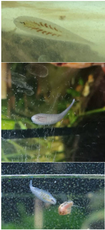 Various snail leeches