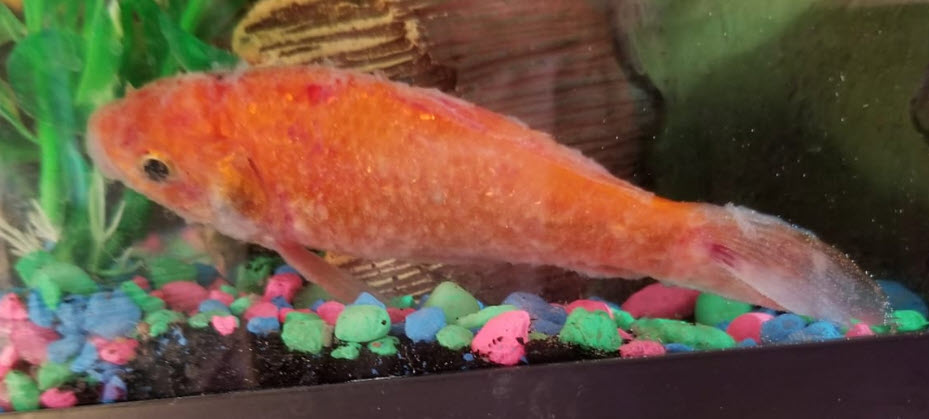 11.13. Slime Coat Syndrome on a Fish