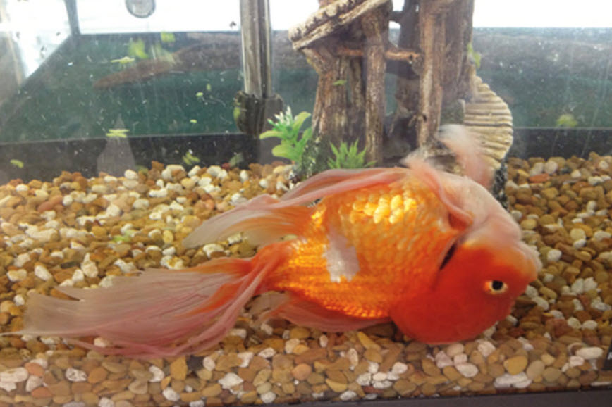 11.6. Swim Bladder Problems in Tropical Fish