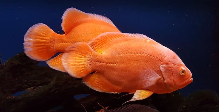 picture of an aquarium fish Astronotus ocellatus Oscar Albino Ruby Red