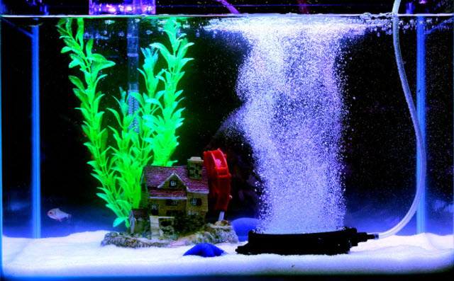 Airstone Aeration in the Aquarium