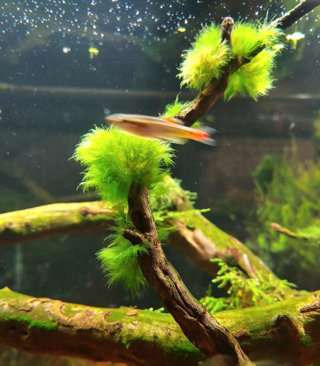 Fissidens Moss in an aquarium