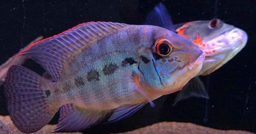 Afbeelding van een tropische vis Hoplarchus psittacus, echte papegaaivis
