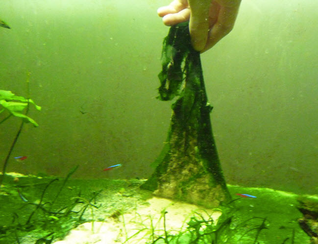 Cyanobacteria ("Blue Green Algae")