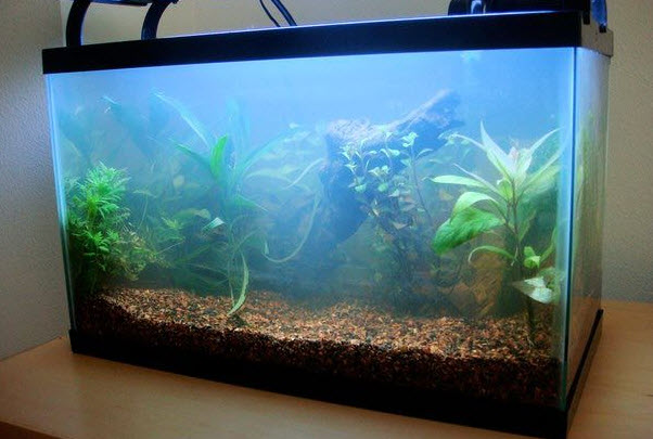 Beplant aquarium met melkachtig water