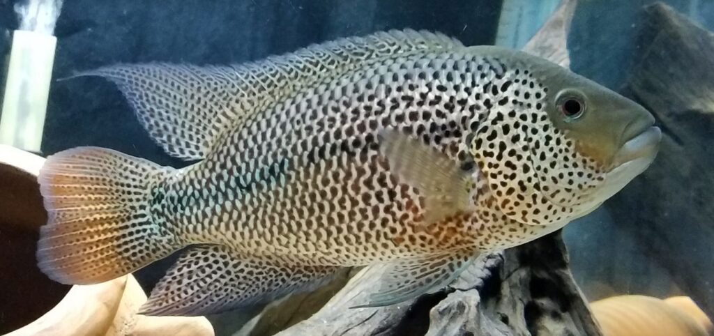 tropical fish photo Herichthys cyanoguttatus, Texas Cichlid