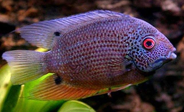 Heros severus Turquoise Severum