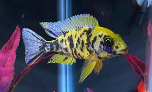 image of an aquarium fish OB Peacock