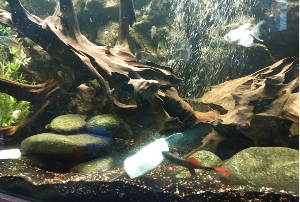 wood in an aquarium