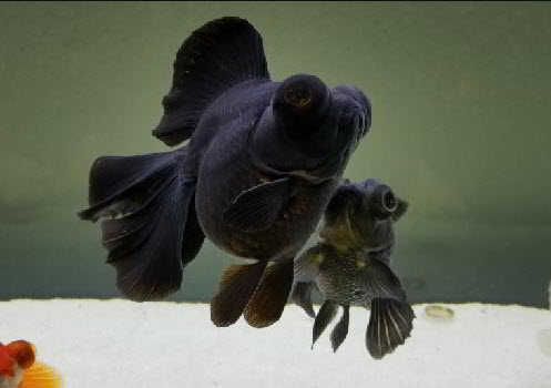 Black Moor Goldfish