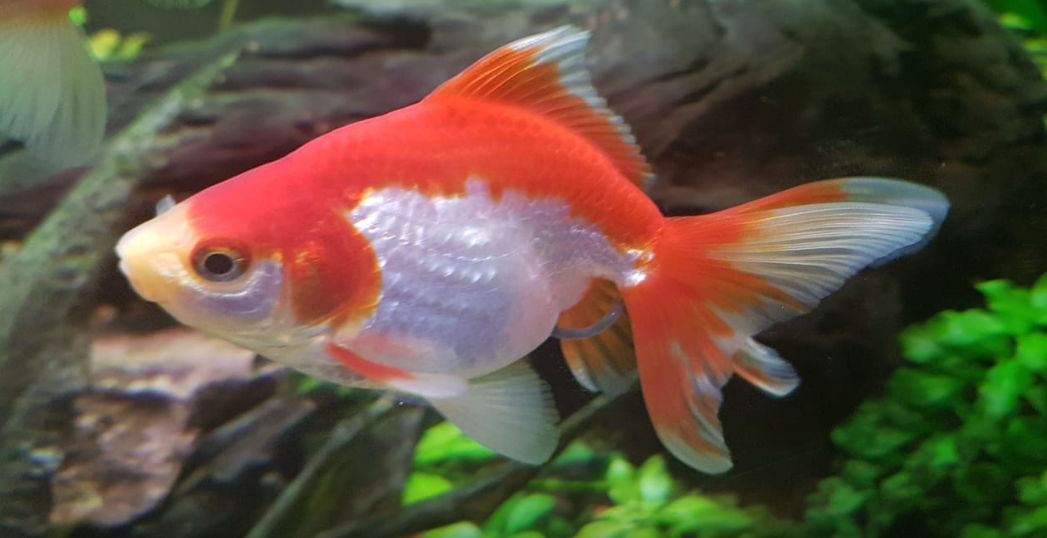 Ryukin Goldfish