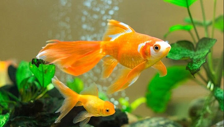 Comet goldfish