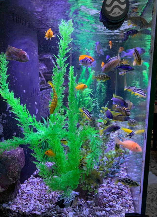 Crystal clear aquarium water