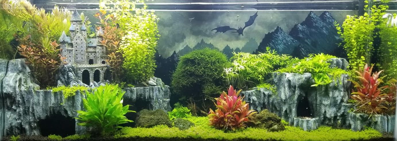 Planted aquarium