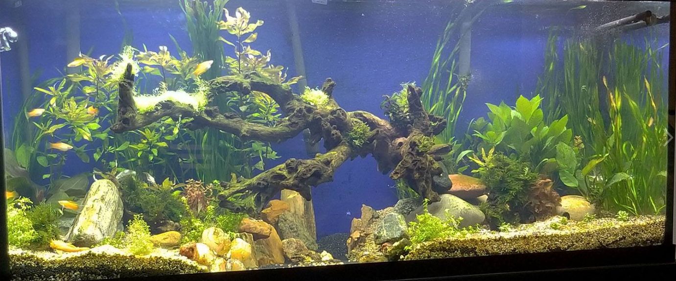 Planted aquarium