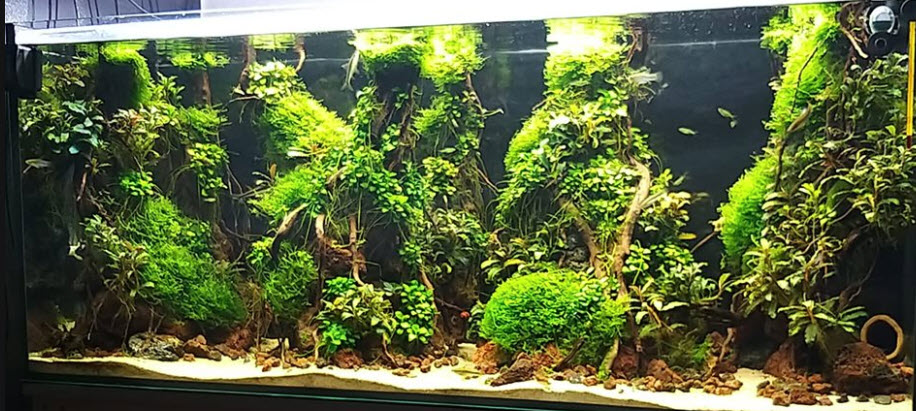 White Sand in a Planted Aquarium