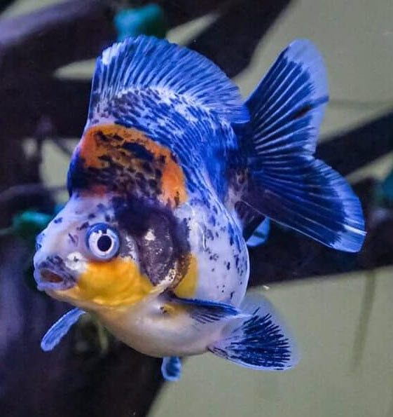 Fancy goldfish