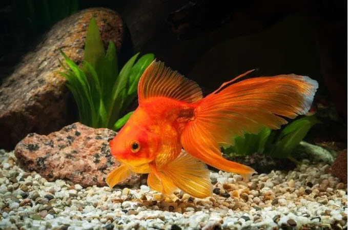 Fantail goldfish