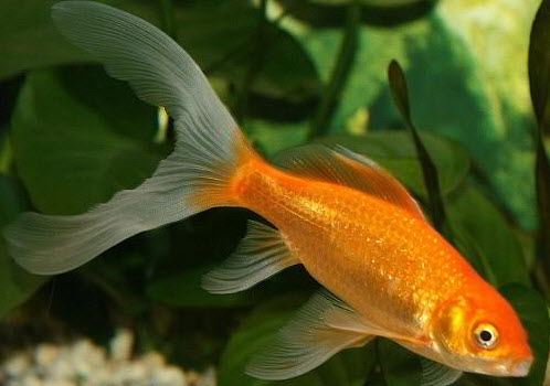 Comet goldfish