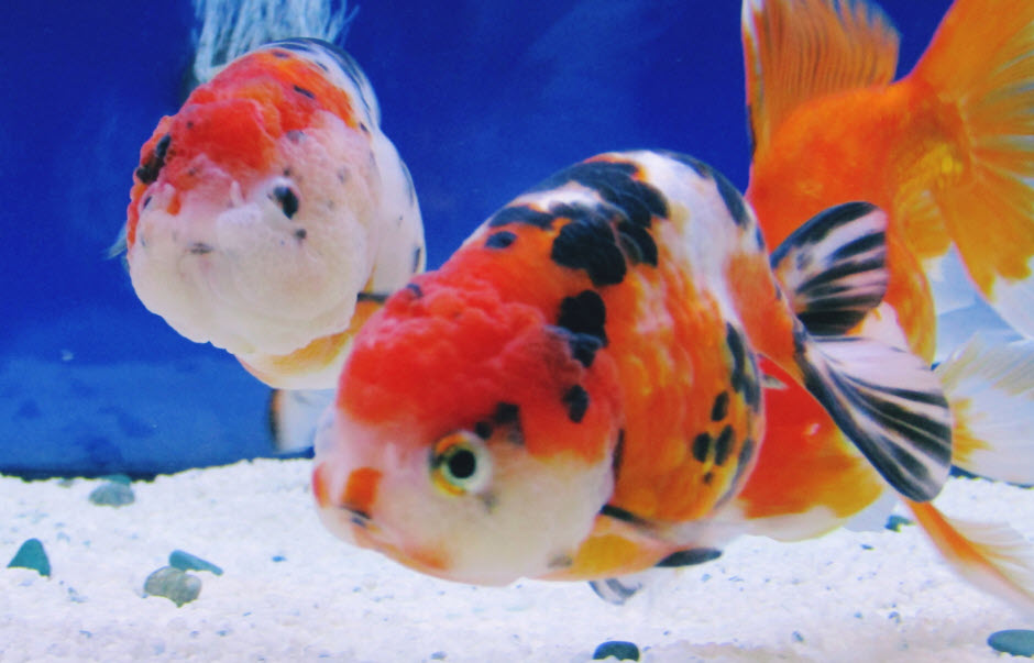 Fancy goldfish