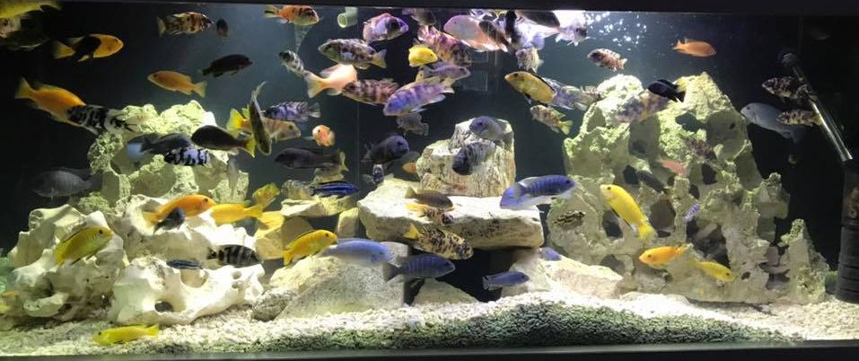 12.4. Ineffective Medicines for Fish Diseases