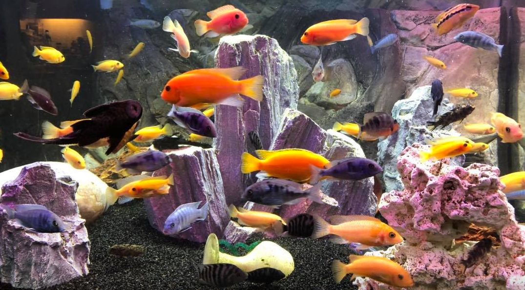 12.4.1. “Natural” Aquarium Medications