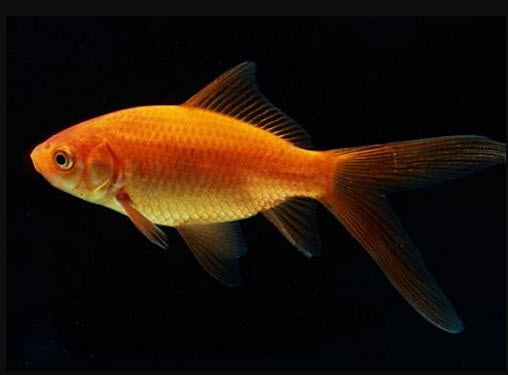 Comet/common goldfish