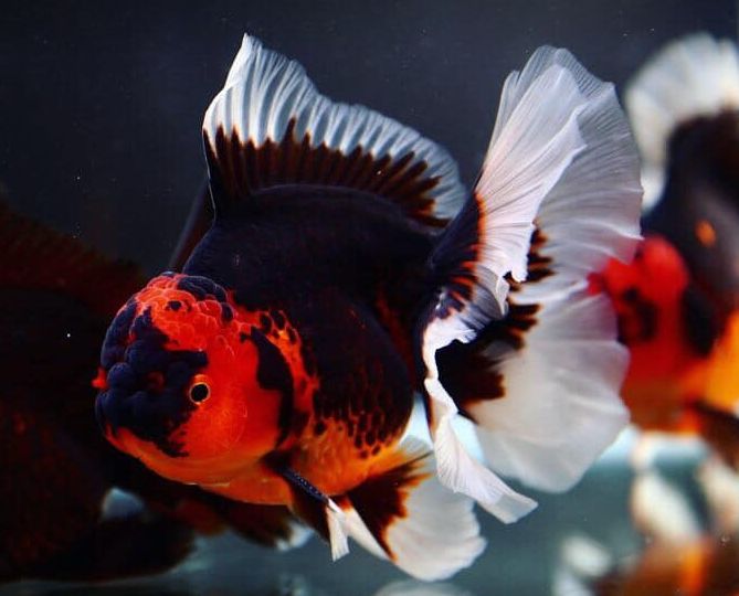 Fancy goldfish