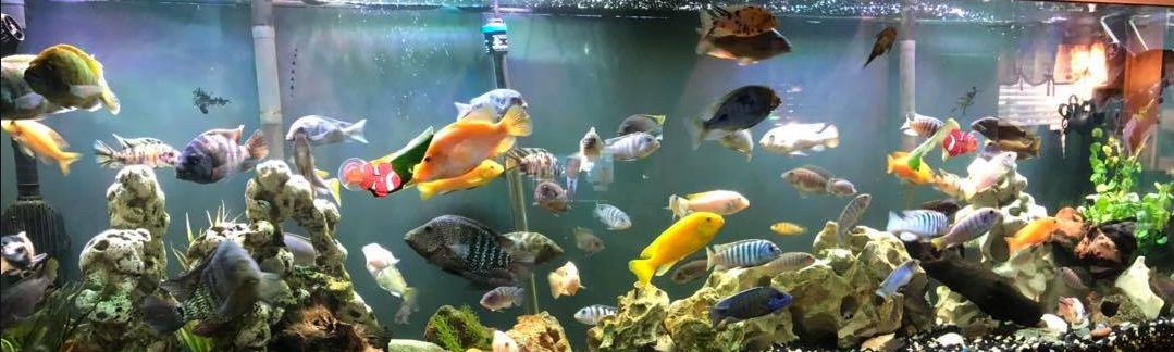 12.4.6. Furan in the Aquarium