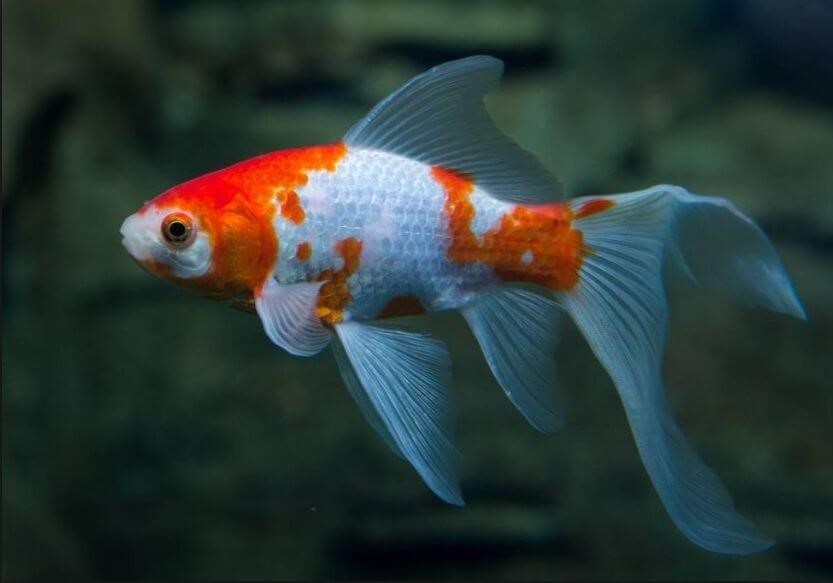 Comet goldfish