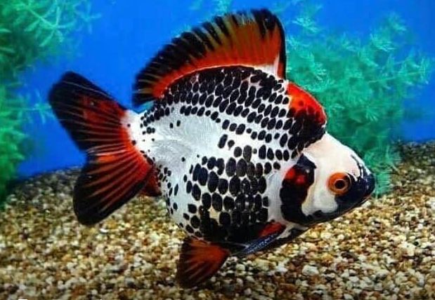 Fancy goldfish