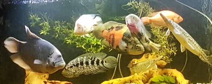 Large Fish In a heavily Stocked Aquarium