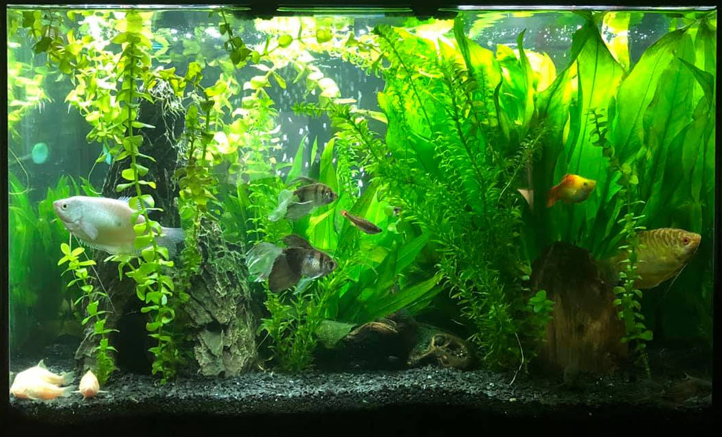 Heavily planted aquarium