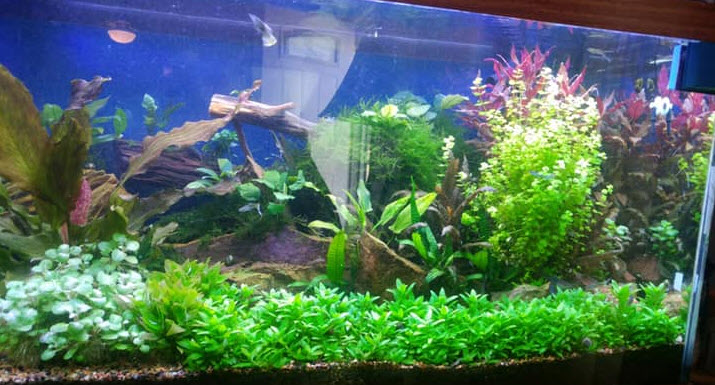 Planted aquarium