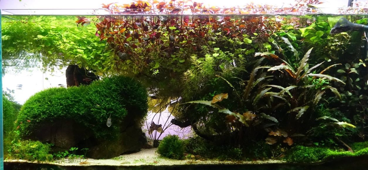 Planted aquarium