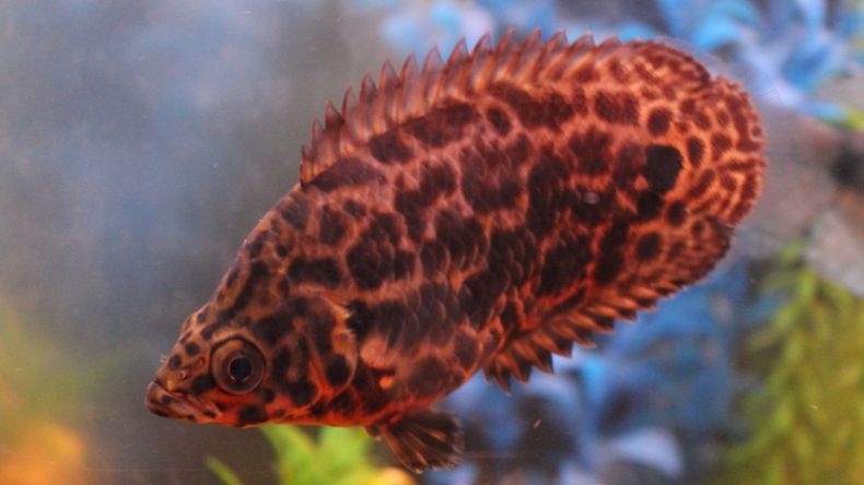 African Leaf Fish