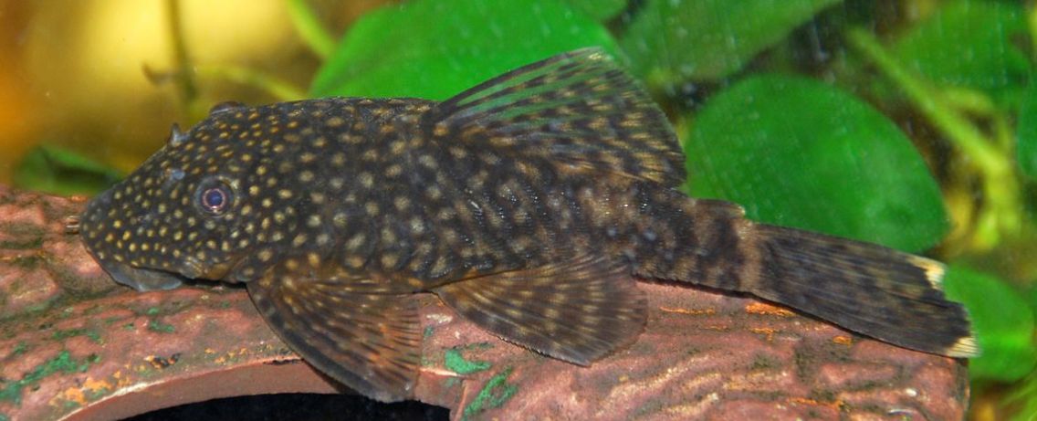 Aquarium Fish Ancistrus temminckii