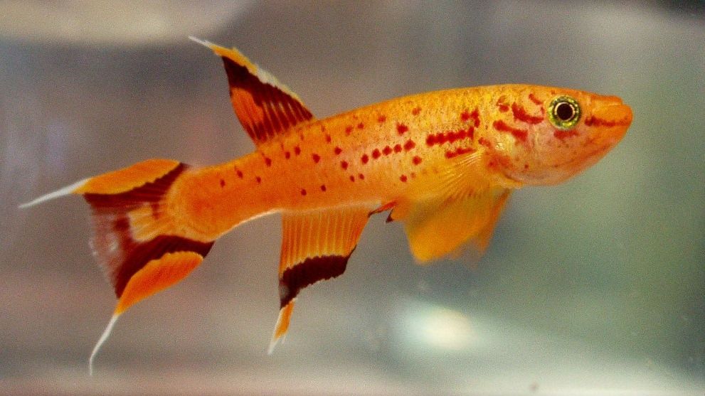 Aquarium Fish Aphyosemion australe gold Kap Lopez