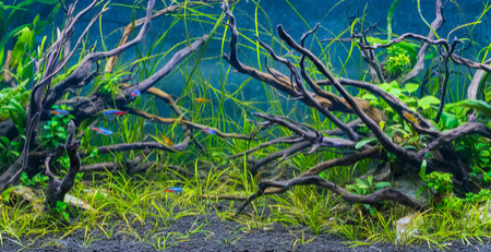 Aquarium Driftwood