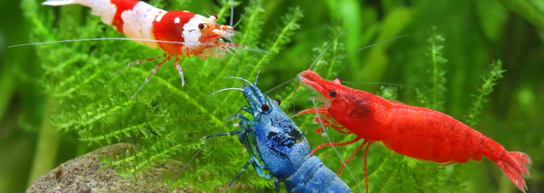 Neocaridina davidi Garnalen