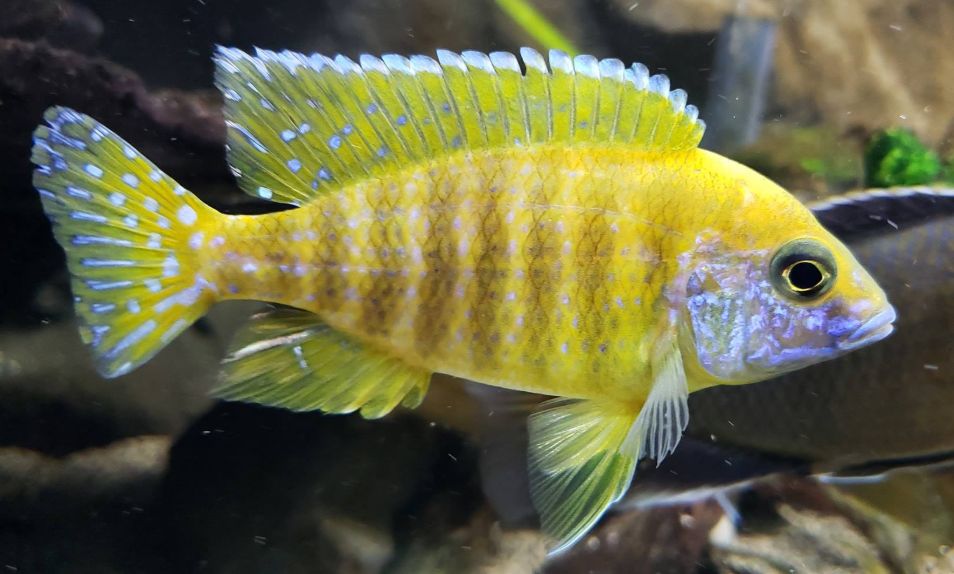 Aquariumvissen Aulonocara Baenschi 'zonnepauw'