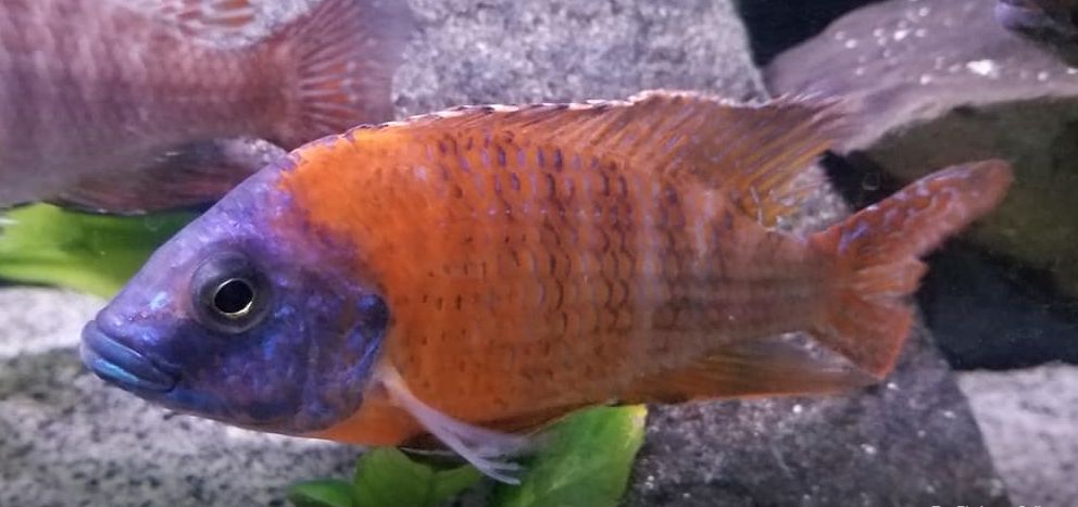 Aquariumvissen Aulonocara Duits Rood