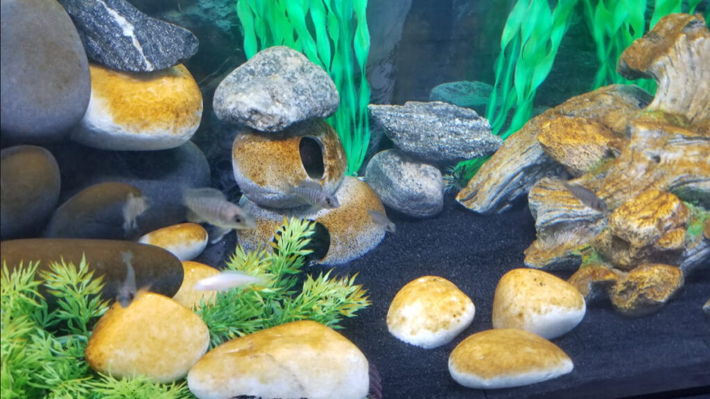 Brown Algae in a New Aquarium