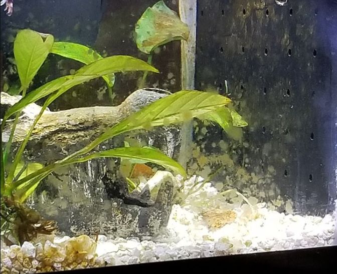 Brown Algae on the Aquarium Glass