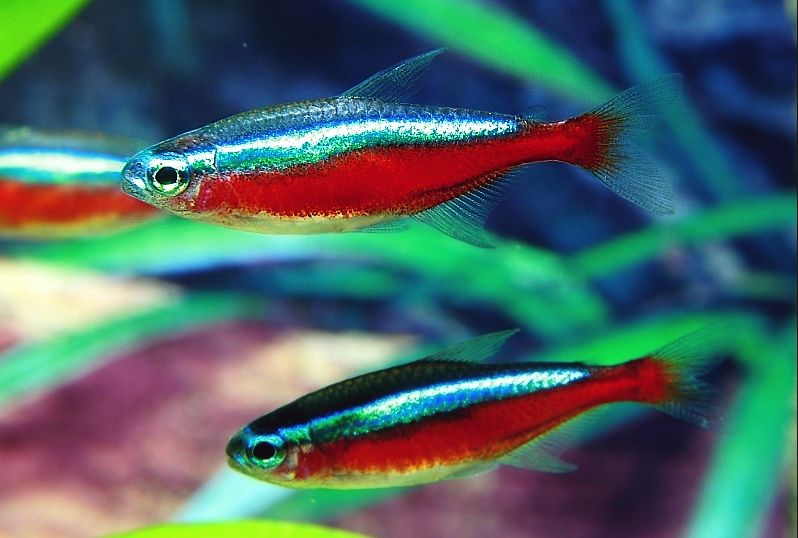 Kardinaal Tetra
