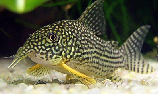 Aquarium Fish Corydora sterbai