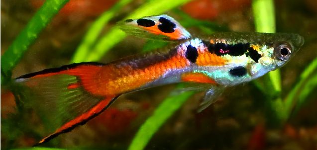 Endler Livebearer
