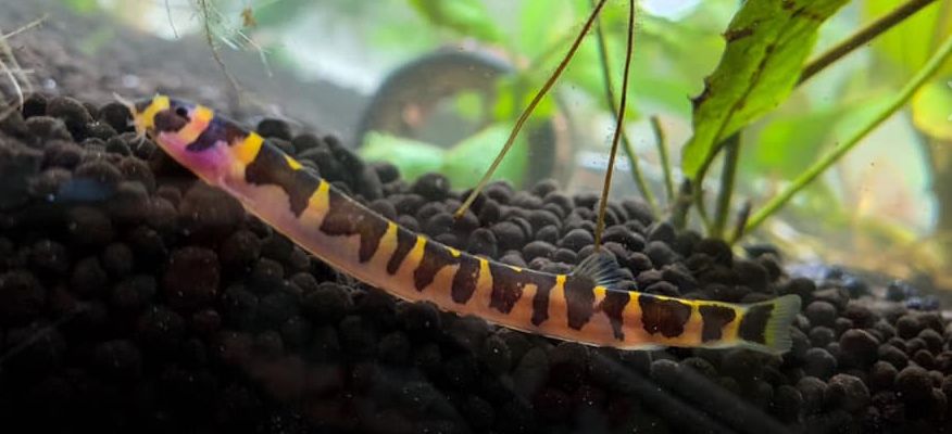 picture of aquarium fish Kuhli Loach